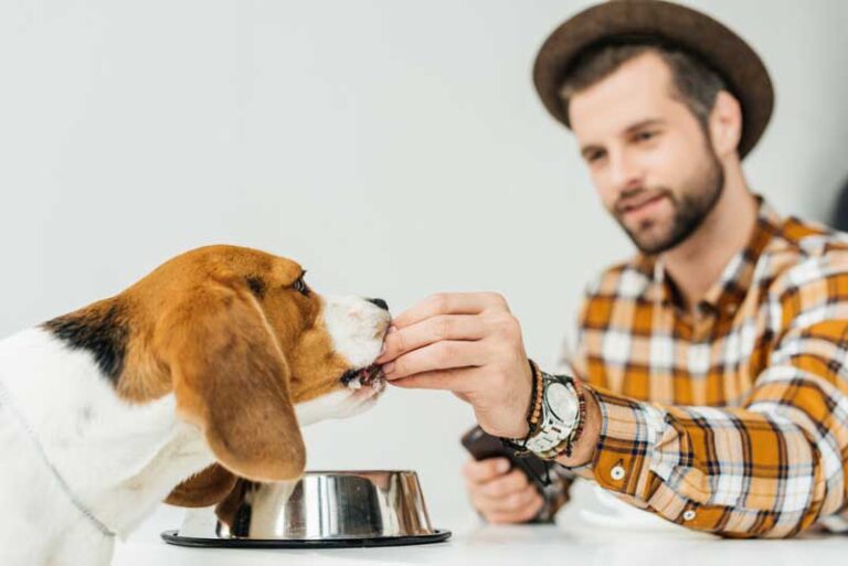 Top 10 Dog Foods For Fat Dogs