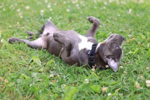 Why Do Dogs Roll in Poop and Other Stinky Things