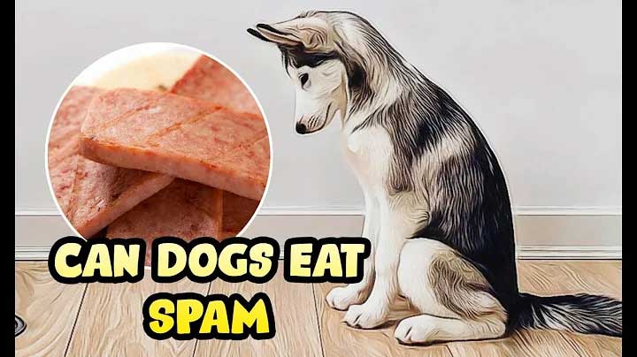 Can dogs eat spam