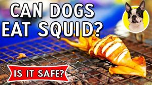 can dogs eat squid